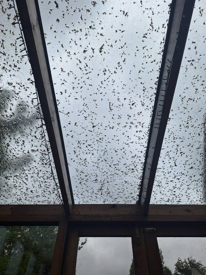 Conservatory roof before cleaning, covered in moss and debris