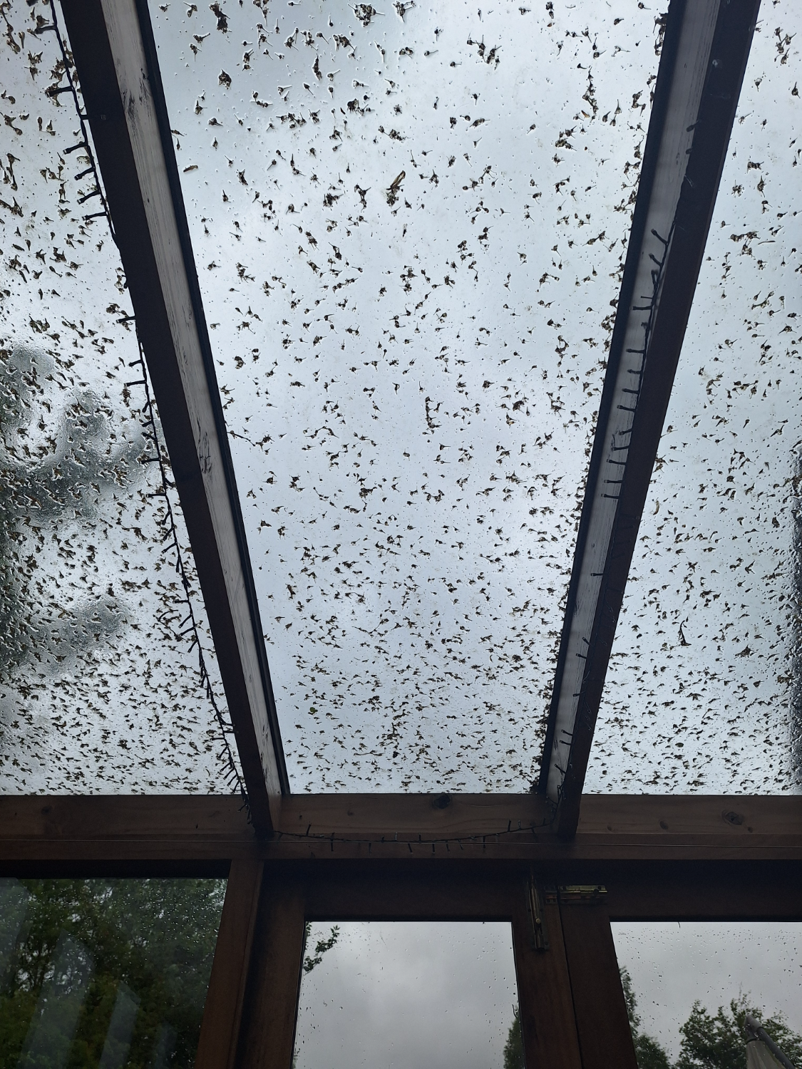 Conservatory roof before cleaning — covered in moss and debris
