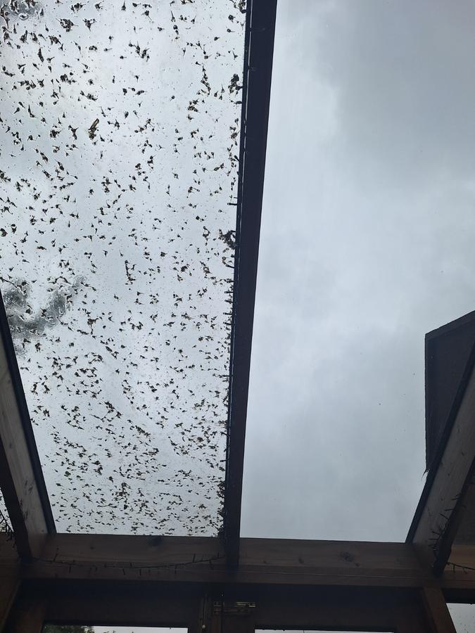 Conservatory glass roof half cleaned, mid-wipe