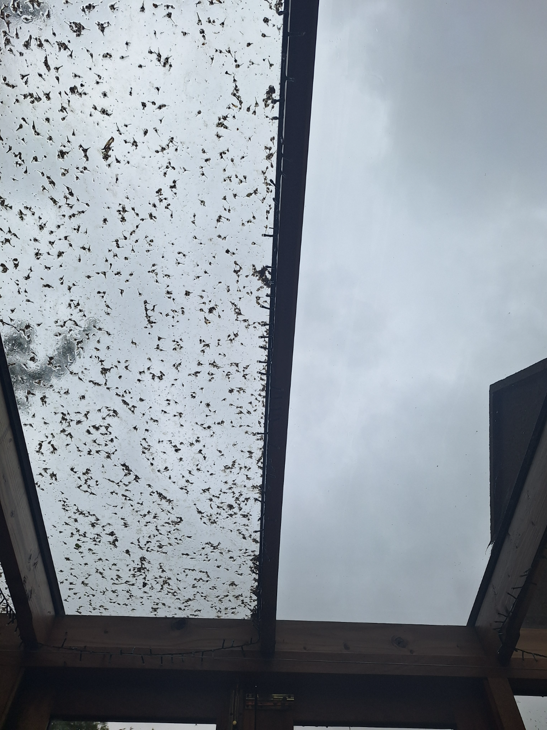 Conservatory glass roof half cleaned, mid-wipe